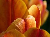 Tulip Tops_DSCF02120